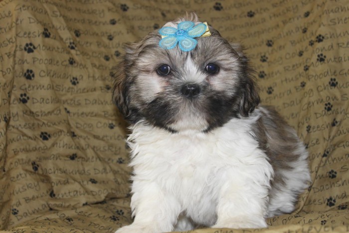 Cute Lhasa Apso Puppies