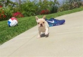 Two English bulldog Puppies Available