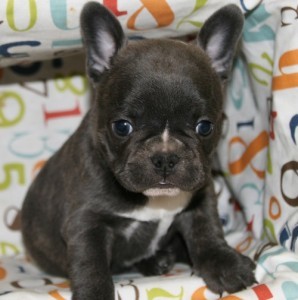 French Bulldog Puppies for Adoptio