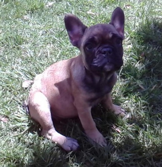 French Bulldog puppy! $