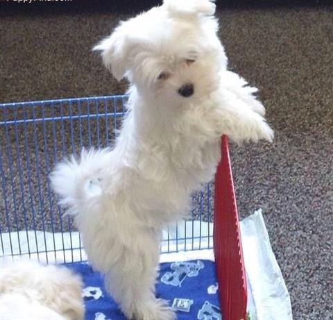 Maltese Puppies for Adoption