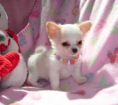 Xkl Beautiful Chihuahua Pups Ready FAST GROW UP