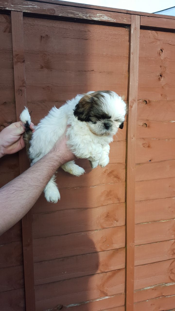 Quality Kennel Club Registered Shih Tzu Puppies