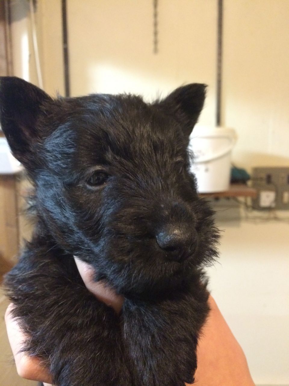 Scottish Terrier Puppies Available
