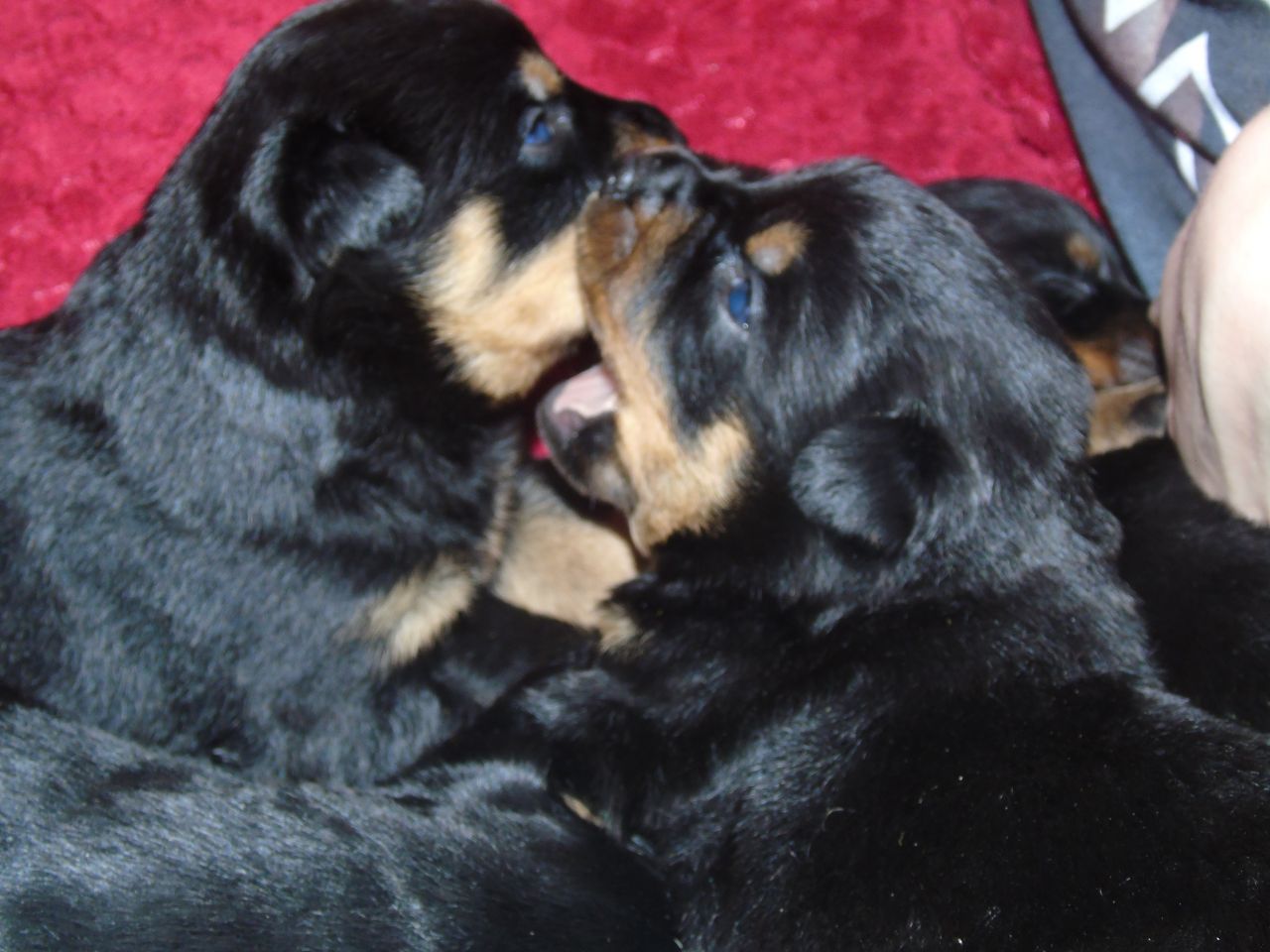 Rottweiler Pups For Sale.