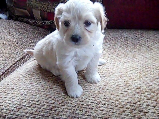 Stunning Pure Havanese Puppies