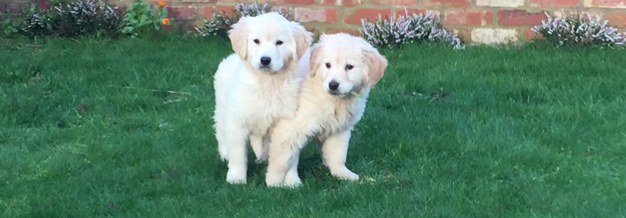 Stunning Cream Golden Retriever Puppies