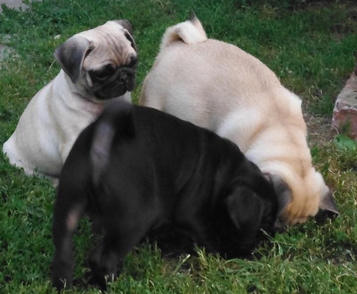  Super Cute and magnificent Pug puppies Available 