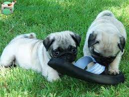 -Potty Trained Pug puppies
