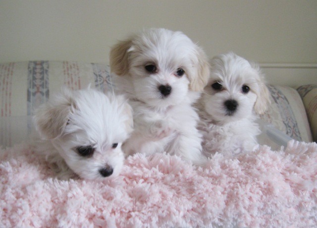  Gorgeous Havanese Puppies