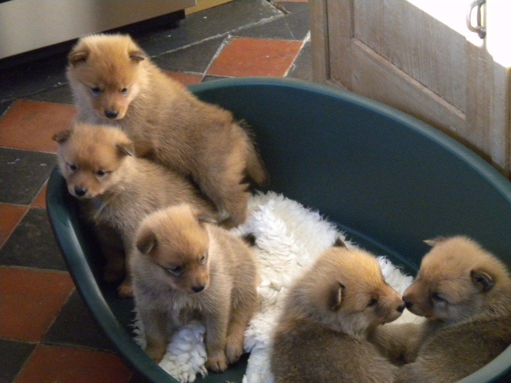  Beautiful Finish Spitz Puppies