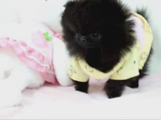  Teacup Pomeranian pups have bab