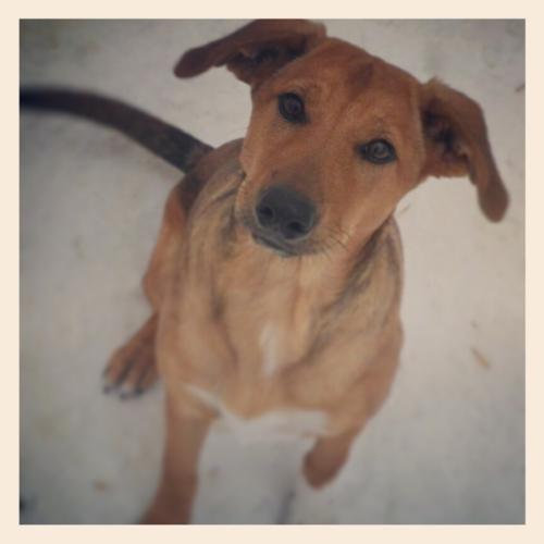 PHEONIX Collie/Labrador Retriever Mix