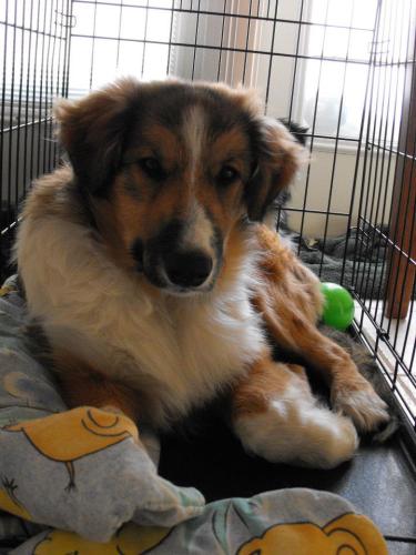 RUSTY Collie Mix