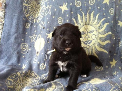 AJ Newfoundland Dog Mix