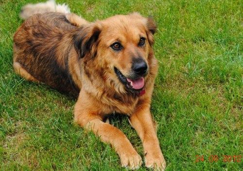 REBA Golden Retriever/Labrador Retriever Mix