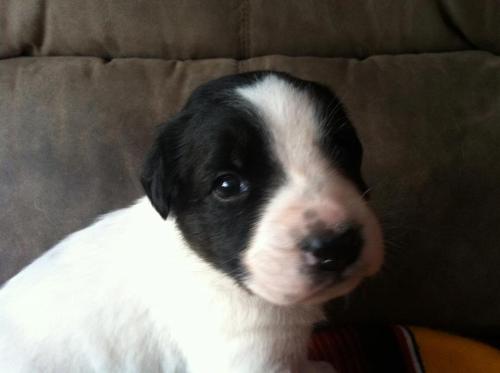 MARTIE Newfoundland Dog Mix