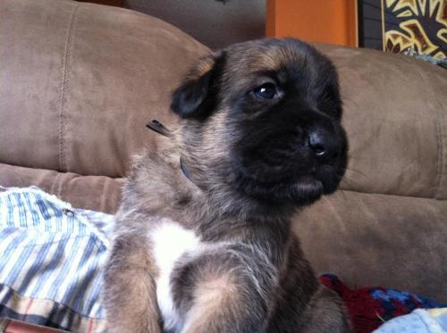 BRIAN Newfoundland Dog Mix