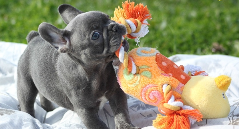 Companion Vet Check French Bulldog Puppies now ready