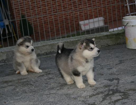 Cute alaskan malamute for free adoption 