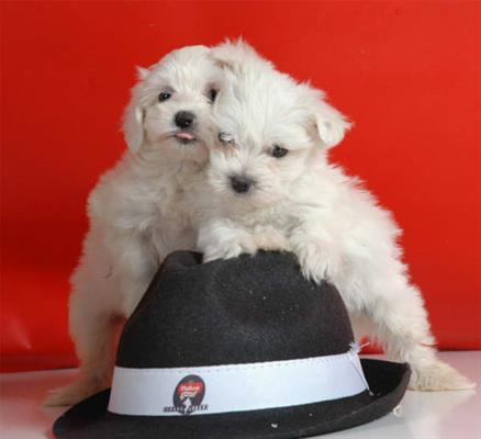 Cute Bichon maltes for free adoption