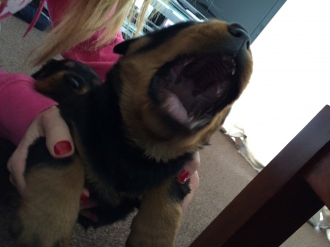 nice and beautiful nice rottweiler puppy searching for a nice and suitable home 