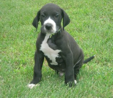 Great Dane puppy for sale