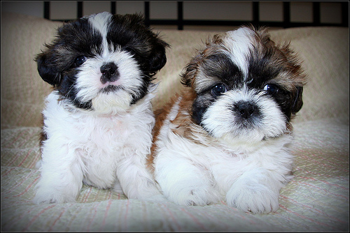 macho y hembra Shih tzu cachorro (adopción)