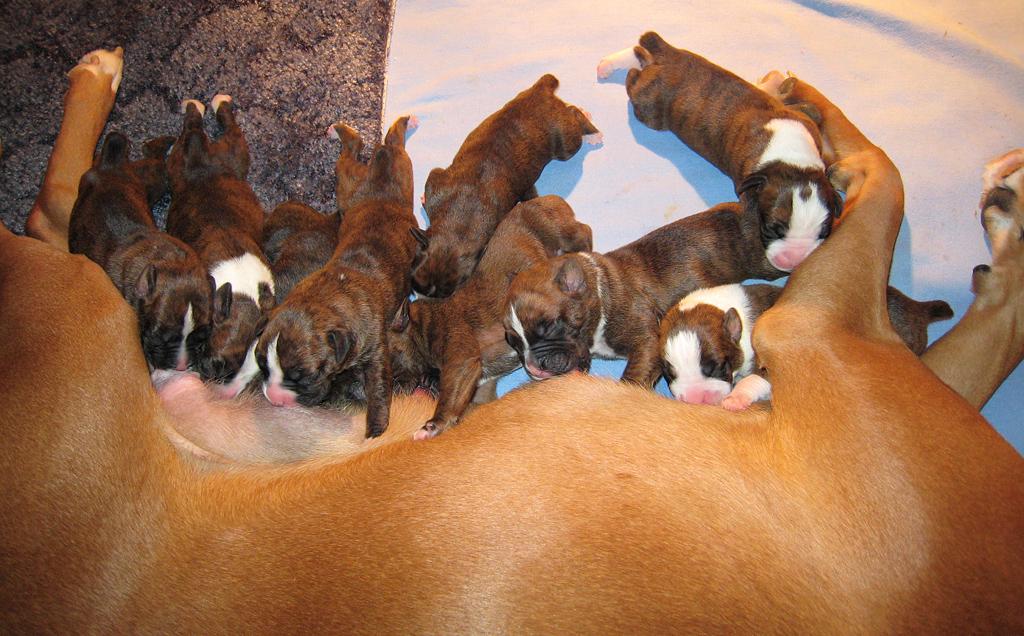 Registered Boxer Puppies(home raised)