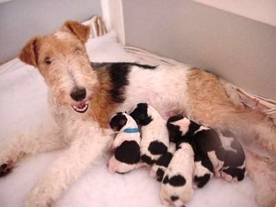 Fox terrier puppies