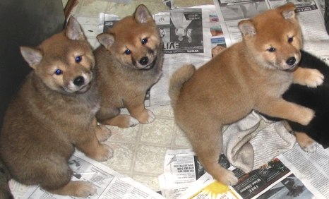 Adorable Shiba Inu puppies