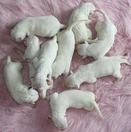 Dogo Argentino puppies