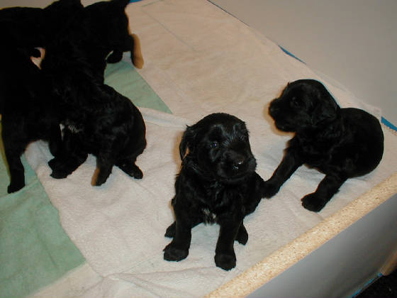 6 Giant Schnautzer puppies