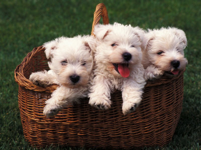 Westie highlander terrier puppies. 10 weeks old.