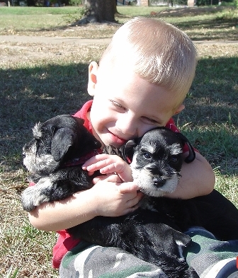 Precious and Mini Schnautzer puppies