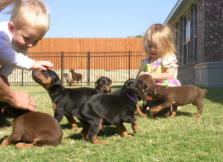 Gorgeous King Size Doberman Hybrids puppies** 8 Weeks**