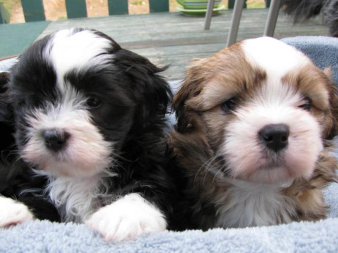 Lhasa apso puppies