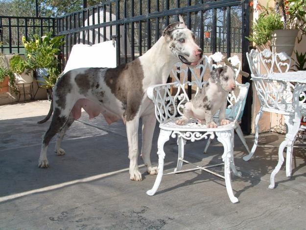 Great Dane puppies!!!Hurry, only 2 males and 2 females Left!!!