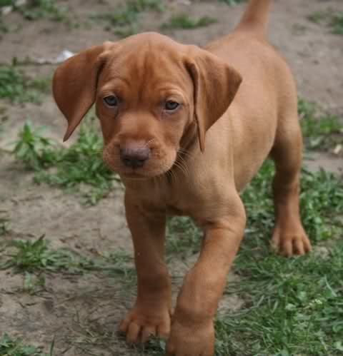 Hungarian Vizsla puppies