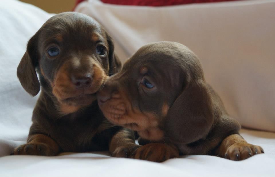 Kc Reg Mini Dachshunds 