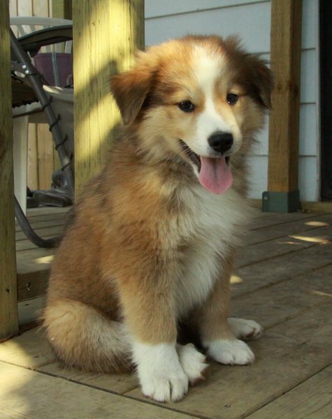 Rough Collie Puppies