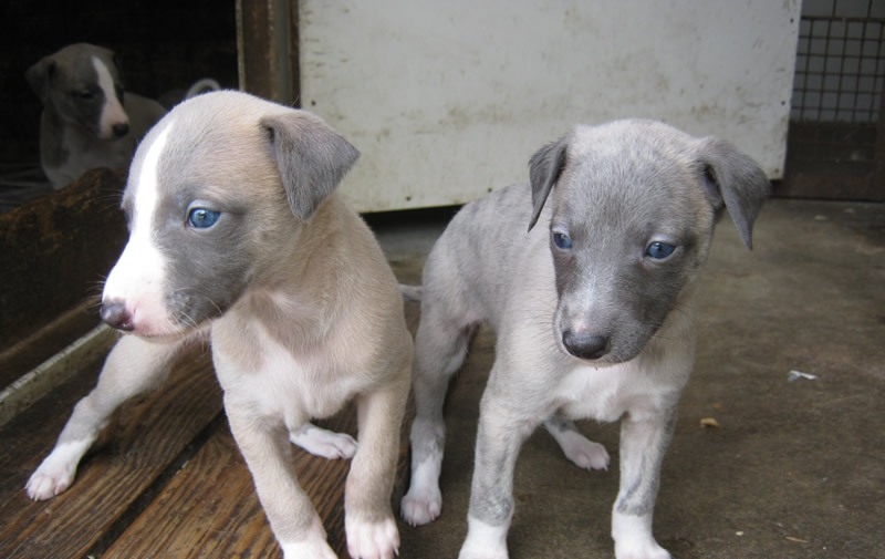 lovely Litter Of Whippet Puppies
