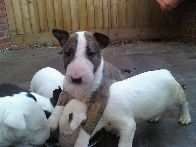  Bullterrier Puppies