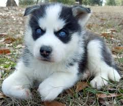 2 Siberian Husky puppies