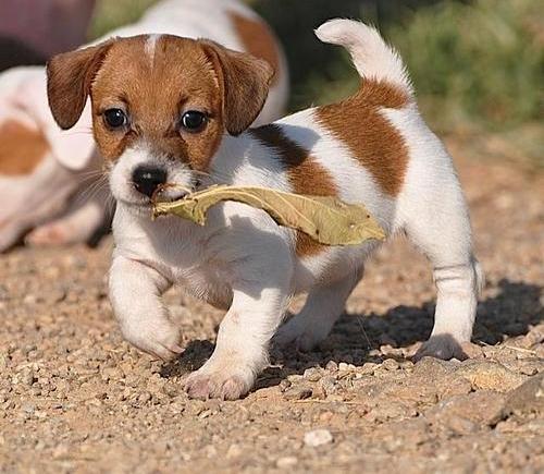 Adorable Little Jack Russell Puppies