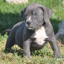 beautiful american pitbull puppies