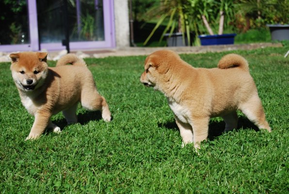 Adorable registered Shiba Inu puppies