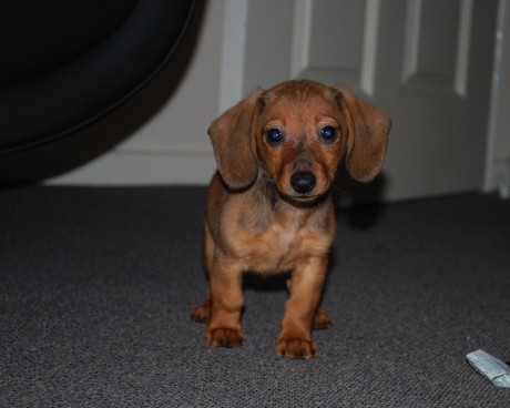 Mini Dachshunds pups