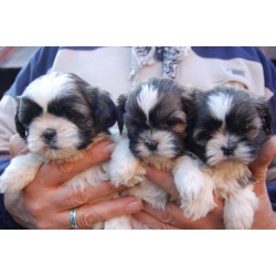 Home Trained Shih Tzu Puppies