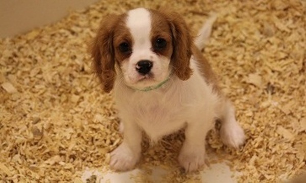 Cavalier King Charles Spaniel for adoption